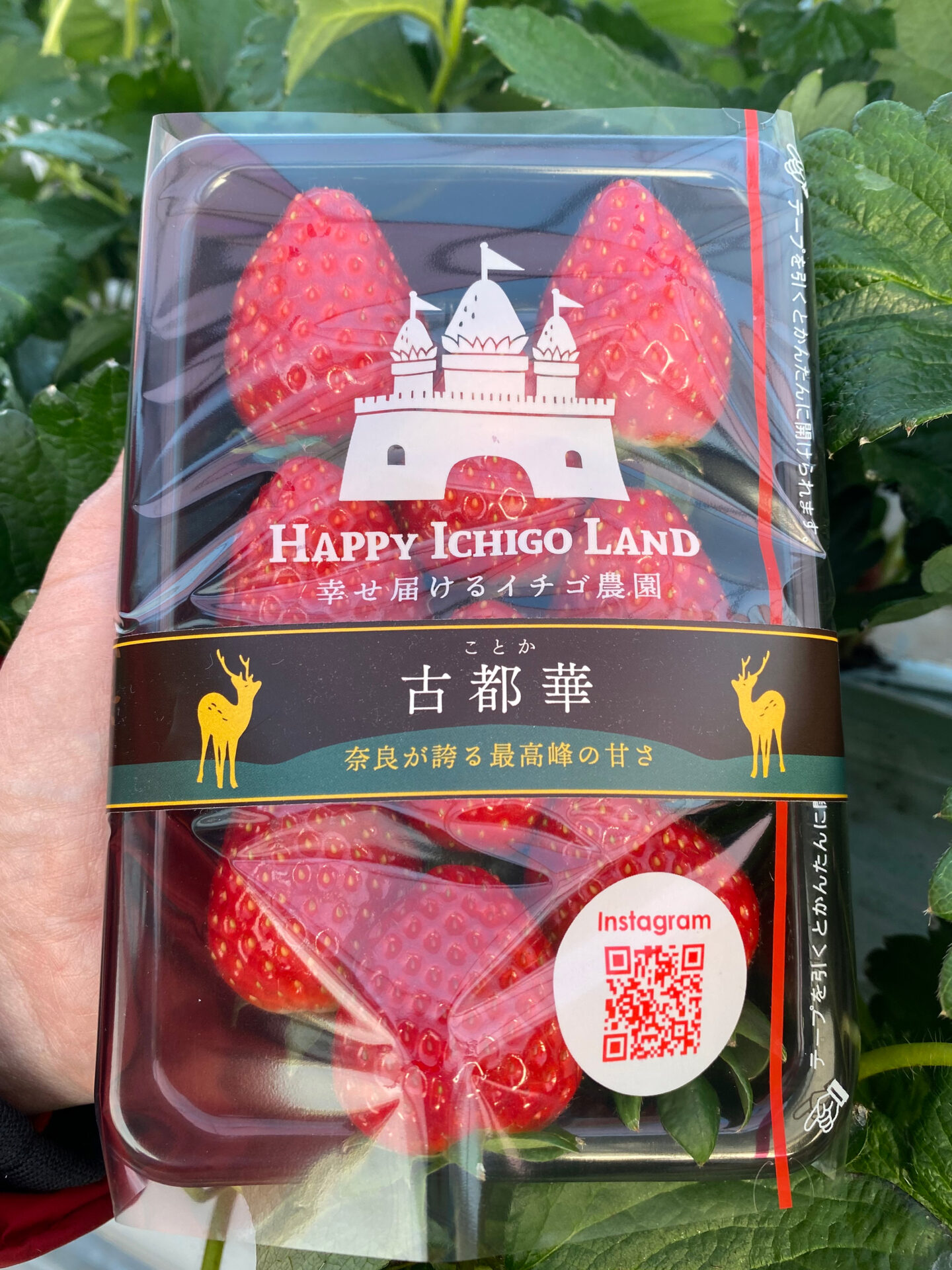 商品情報 - HAPPY ICHIGO LAND 幸せ届けるイチゴ農園